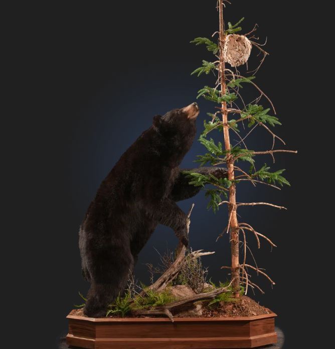 Lifesize Taxidermy Mount Including Hardwood Base with Habitat Display