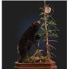 Image 2 : Life-size Taxidermy Mount Including Hardwood Base with Habitat Display