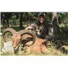 Image 6 : 3 Day, 2 Night Texas Hill Country hunt for choice of Whitetail, Blackbuck or Aoudad