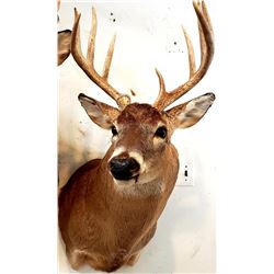 Shoulder Mount of a Deer Sized Animal