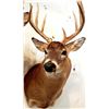 Image 1 : Shoulder Mount of a Deer Sized Animal
