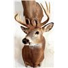 Image 4 : Shoulder Mount of a Deer Sized Animal