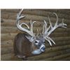 Image 2 : Taxidermy, Shoulder Mount – Whitetail, Mule Deer or Antelope
