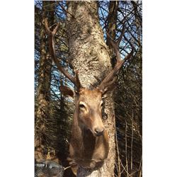 Elk Size Shoulder Mount