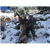 Image 2 : Utah Mountain Lion Hunt for 2 Hunters with Pine Valley Outfitters