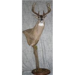 Pedestal Mount with Habitat for a Mule or Whitetail Deer from Natures Own Wildlife Studios