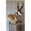 Image 2 : Pedestal Mount with Habitat for a Mule or Whitetail Deer from Natures Own Wildlife Studios