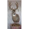 Image 3 : Pedestal Mount with Habitat for a Mule or Whitetail Deer from Natures Own Wildlife Studios