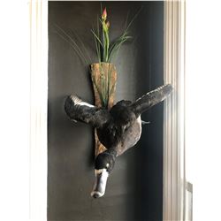 Duck Mount from Misty Mountain Taxidermy