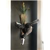 Image 1 : Duck Mount from Misty Mountain Taxidermy