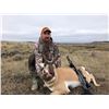 Image 1 : Pronghorn Antelope Hunt for 1 in Wyoming