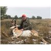 Image 3 : Pronghorn Antelope Hunt for 1 in Wyoming