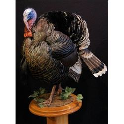 Life-Size Turkey Mount