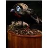 Image 4 : Life-Size Turkey Mount