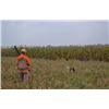 Image 3 : Pennsylvania Pheasant Hunting for 1-2 Hunters