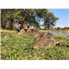 Image 7 : Africa Maximum Safaris 7 Day Nile Crocodile for 2 Hunters & 2 Observers