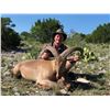 Image 2 : Aoudad Hunt in Texas with Trash Rack Ranch for 1 hunter