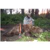 Image 2 : Alaska Brown Bear Hunt for 1 Hunter