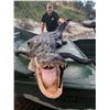 Image 3 : 8’ Alligator Hunt in Florida