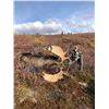 Image 2 : Hunters choice of Alaska Dall Sheep or Alaskan Yukon Moose Hunt