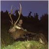 Image 4 : 5-Day/4-Night New Zealand Red Stag with Kaweka Hunting