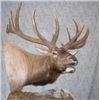 Image 4 : Shoulder Mount for Elk/Kudu Sized Animal from Natures Own Wildlife Studios