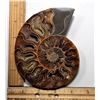 Image 1 : 24)  LARGE AMMONITE FOSSIL SPECIMEN
