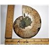 Image 2 : 24)  LARGE AMMONITE FOSSIL SPECIMEN