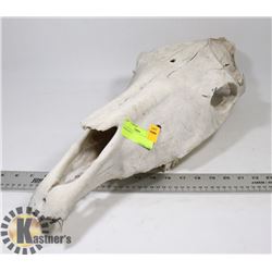 HORSE SKULL.