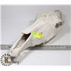 Image 1 : HORSE SKULL.