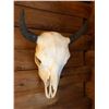 Image 1 : Buffalo skull, modern