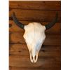 Image 2 : Buffalo skull, modern