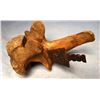 Image 1 : Iron arrow head inbedded in buffalo vertebrae, RARE.