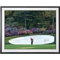 Tiger Woods Signed  Azalea  30x40 Custom Framed Photo (UDA COA)