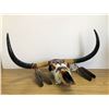 Image 6 : Jason Hawk / Iroquois' "Sun Spirit" Buffalo Skull