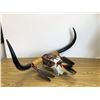 Image 7 : Jason Hawk / Iroquois' "Sun Spirit" Buffalo Skull