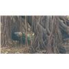 Image 1 : Robert Bateman's "Banyan Walk - Peacock" L.E. Canvas