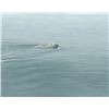 Image 1 : Robert Bateman's "Global Warning" L.E. Canvas