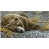 Image 1 : Robert Bateman's "Grizzly At Rest" LE Canvas
