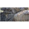 Image 1 : Robert Bateman's "Kopje Lookout - Leopard" LE Canvas