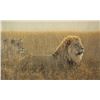 Image 1 : Robert Bateman's "Lions in the Grass" LE Canvas