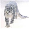 Image 1 : Robert Bateman's "Out of The White - Snow Leopard" Cnvs