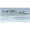 Image 1 : Robert Bateman's "Raft of Otters" LE Canvas