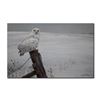 Image 1 : Robert Bateman's "Ready For The Hunt- Snowy Owl" L.E.