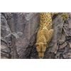 Image 1 : Robert Bateman's "Rockface Descent" LE Canvas