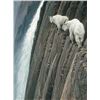 Image 1 : Robert Bateman's "Sheer Drop - Mountain Goats" LE Canva