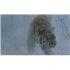 Image 1 : Robert Bateman's "Twilight Siberian Tiger" LE Canvas