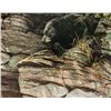 Image 1 : Robert Bateman's "Watchful Repose - Black Bear" Canvas