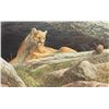 Image 1 : Jorge Mayol's "Cougar's Ledge" L.E. Print