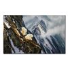 Image 1 : Michael Coleman's "In The Cliffs- Rocky Mountain Goats"